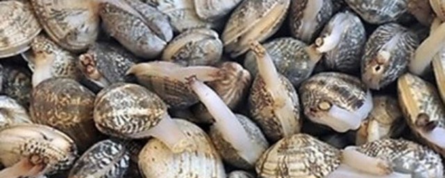 花甲如何养殖(花甲怎样养殖)