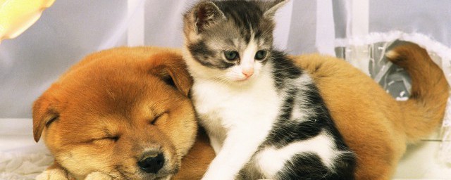 关于猫三狗四的意思介绍(猫三狗四用来形容什么)