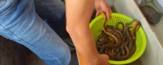 养黄鳝的技术(养殖黄鳝的技术)