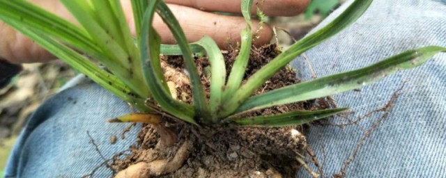 龙根苗如何养殖(组培苗有龙根吗)