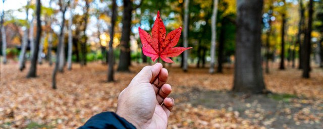 关于秋天的文案(关于秋天的文案简短)