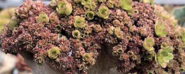 缀化如何进行养殖？(灿烂缀化的养殖方法)