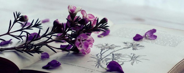 五大仙解释(五大仙是指哪五大仙)