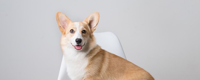 十二生肖的来历有哪些(十二生肖真正的来历)