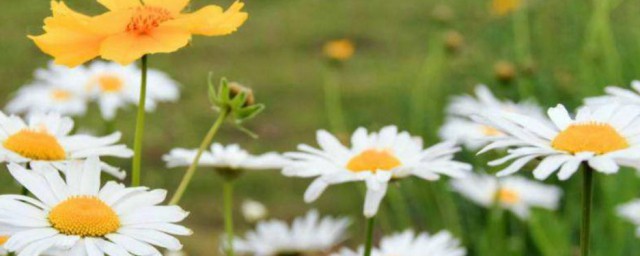 历圆滑而弥天真是什么意思(而不世故,历圆滑而弥天真)