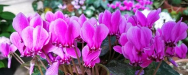 仙客来的养殖方法(仙客来的养殖方法和注意事项冬季)