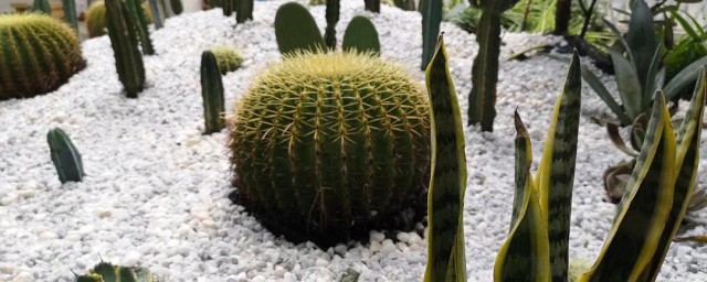 仙人掌怎么养殖(仙人掌怎么养殖才能长的好)