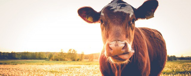 春回地绿指的什么生肖(大地回春是什么生肖)