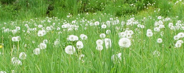 谷谷丁简单介绍(丁谷员方法是什么)