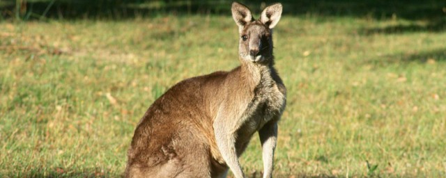 袋鼠之国指的哪里(袋鼠之国指的是)