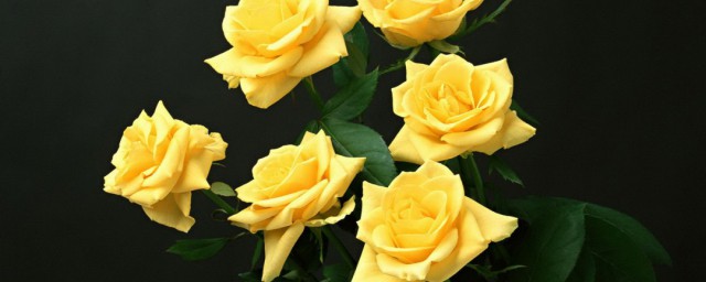 黄色玫瑰花都代表什么意思(黄色玫瑰花代表的含义)