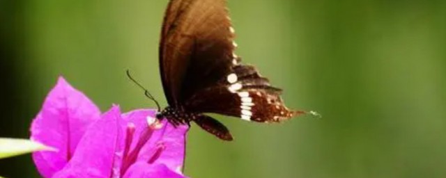 谢蝴蝶简单介绍(谢逸咏蝴蝶)