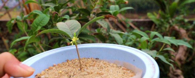 桂花养殖方法(月月桂花养殖方法)