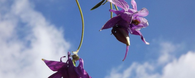 秦岭耧斗菜是什么(华北耧斗菜图片)