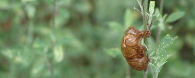 金蝉脱壳的壳是指什么意思(金蝉脱壳中的壳指什么)