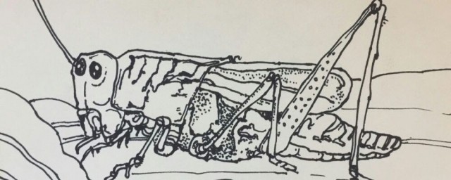 蝗灾的形成(蝗灾的形成过程)