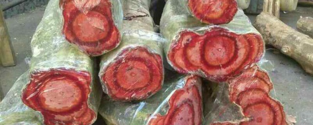 鸡血藤的注意事项(鸡血藤禁忌什么)