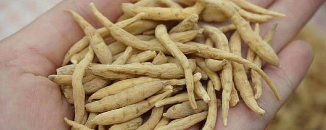 太子参禁忌有哪些(吃太子参有什么禁忌)