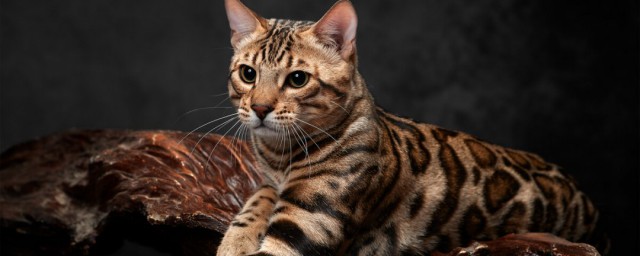 孟加拉豹猫介绍(孟加拉猫 豹猫)