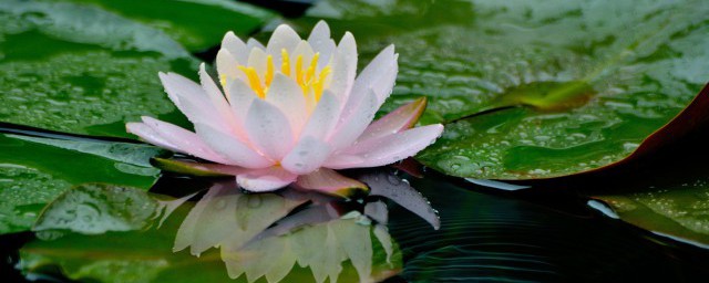 关于莲蓬的诗句有哪些(与莲蓬有关的诗句)