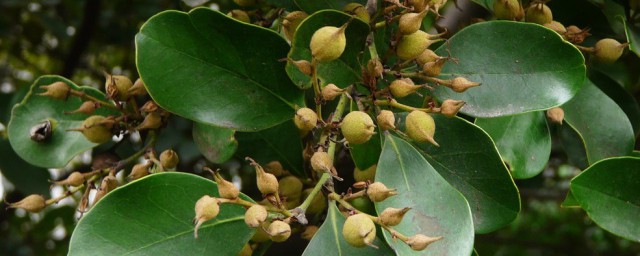 窄叶蚊母树介绍(蚊母树叶序)