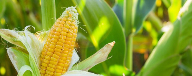玉米打头的时间和注意事项(玉米打头好吗,为何打头)
