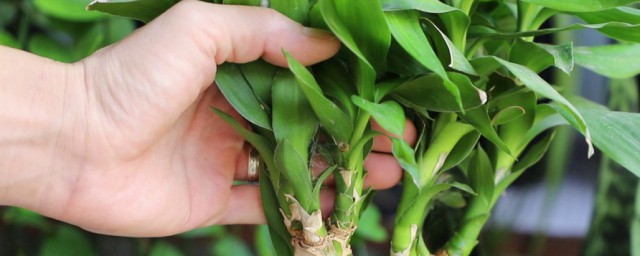 关于富贵竹的养殖方法和注意事项大全(富贵竹的养殖技巧)