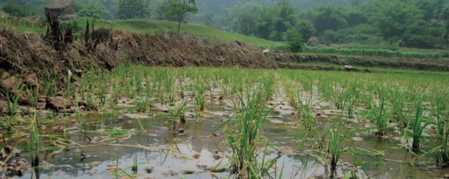 关于田螺的养殖方法(田螺怎么养殖?田螺的养殖方法与管理)