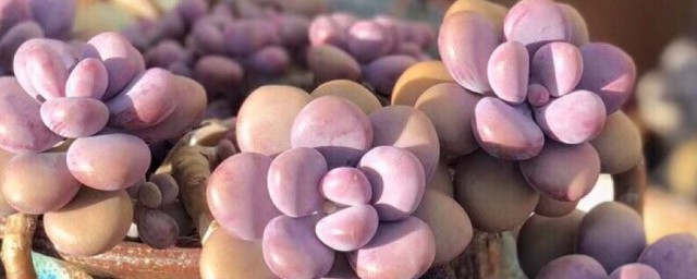 桃蛋的正确叶插方法是什么(桃蛋怎样叶插成功率高)