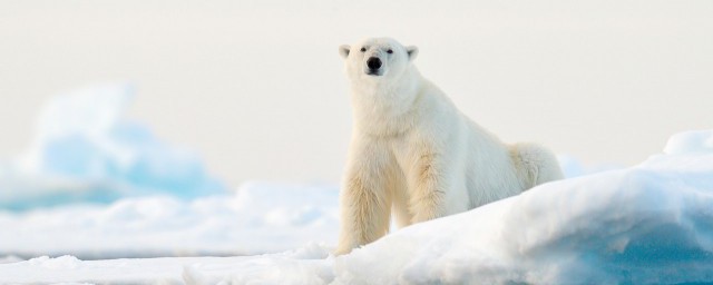 人类是从哪个时候开始驯养动物的(哪种动物人类更早驯养)