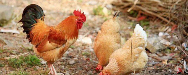 铁公鸡是哪样的人(铁公鸡指的是哪样的人)