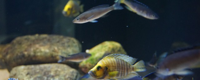 鱼是怎么睡觉的(鱼是怎样睡觉的呢)