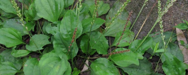 吃车前草的注意事项(车前草的吃法_哪些人不能吃车前草)