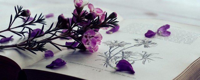 秋秋爱解释(秋是爱你是什么意思)