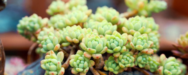 缀化如何养殖(缀化是怎么培育出来的)