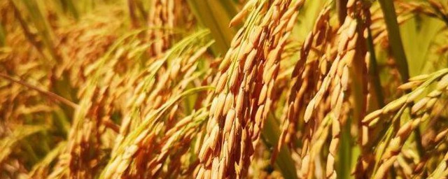 六月六看谷秀的含义(六月六看谷秀的具体意思)