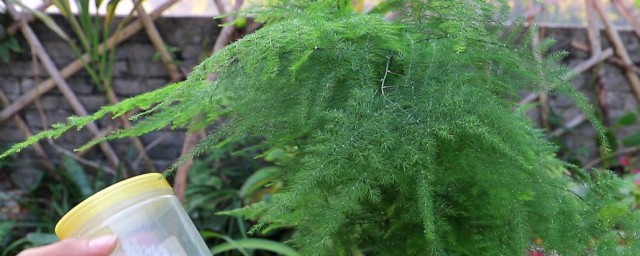 小文竹怎么养(小文竹怎么养法)