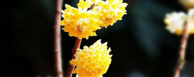 结香花如何养(结香花用什么土养)