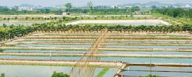 如何养殖水鱼(家养水鱼养殖方法与技术)