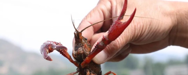 龙虾吃什么东西(龙虾吃什么东西才能养活家里养一两只)