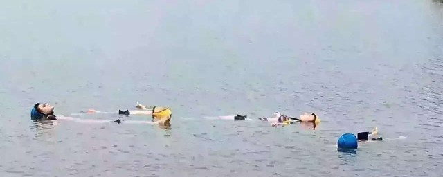 旱鸭子介绍(旱鸭是什么鸭子)