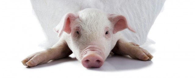 六畜不安的六畜分别是什么(六畜不安的意思是什么)