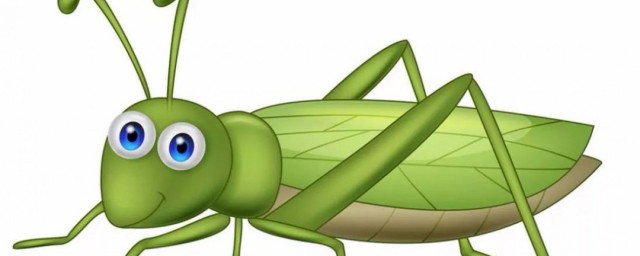 蚂蚱怎么样养(养蚂蚱怎么养殖技术)