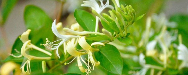 金银花有哪些禁忌(金银花宜忌)