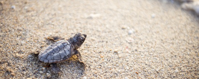 新生龟如何饲养(刚孵化出的龟该怎样养)