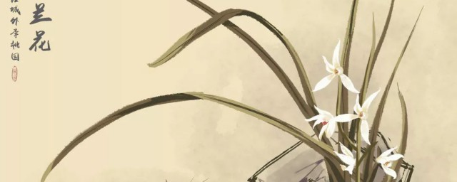 描写兰花的诗词(描写兰花的诗词大全)