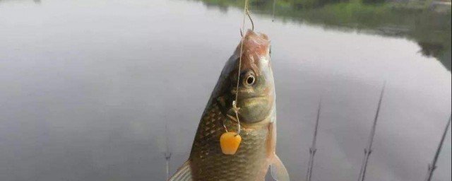 钓鱼有哪些小技巧(钓鱼的经验和技巧)