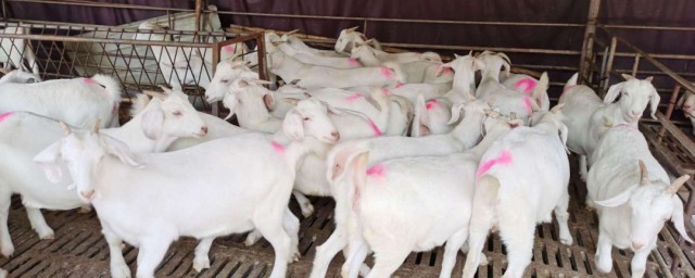 山羊养殖方法(山羊养殖怎么养)