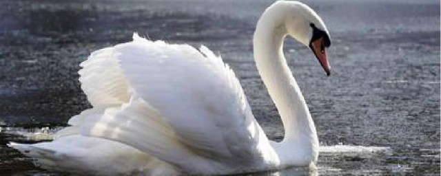 天鹅一般指是什么动物(天鹅属于哪种动物)