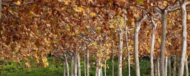 关于梧桐树的寓意和象征介绍(关于梧桐树的象征含义的资料)